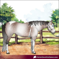 Horse Color:Gray Bay Splash Tobiano 
