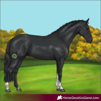 Horse Color:Black Tobiano 
