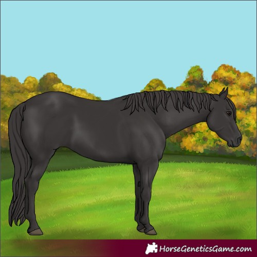 Horse Color:Smoky Black 