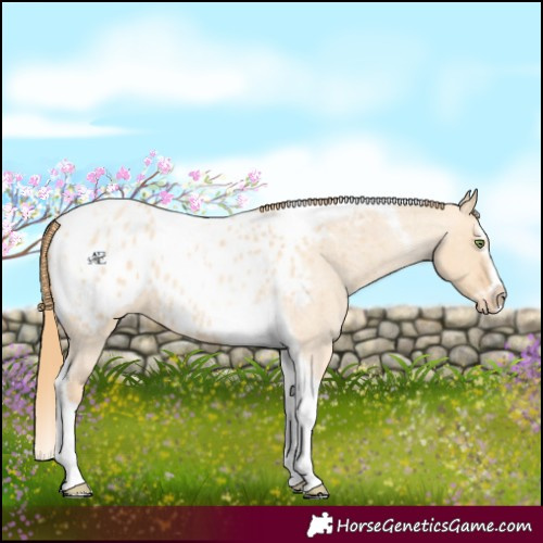 Horse Color:Gold Champagne Roan Dun Splash Tobiano Frame Appaloosa Rabicano 