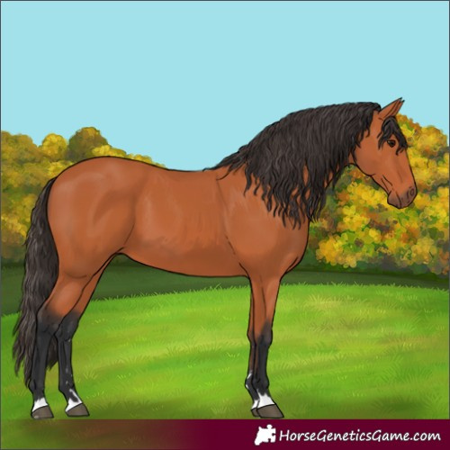 Horse Color:Bay 