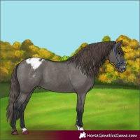 Horse Color:Grullo Appaloosa 