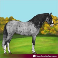 Horse Color:Blue Roan Splash 