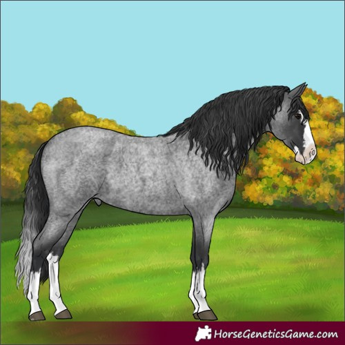Horse Color:Unknown 