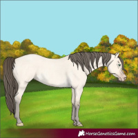 Horse Color:Amber Cream Champagne Roan Dun 