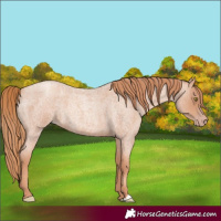 Horse Color:Gold Champagne Roan