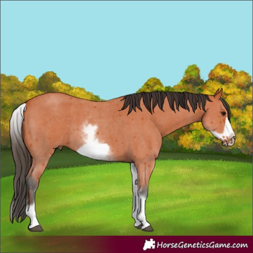 Horse Color:White Spotted Bay Sabino Frame 