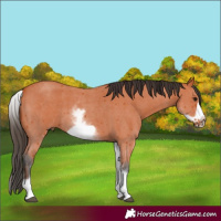 Horse Color:White Spotted Bay Sabino Frame 