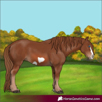 Horse Color:Chestnut Splash Frame