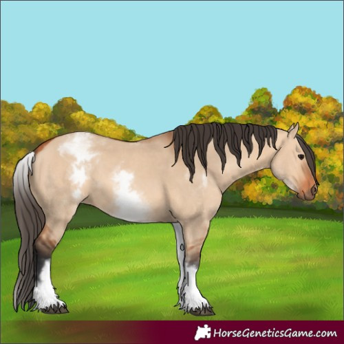 Horse Color:White Spotted Bay Dun Rabicano and White Spotted Bay Dun Rabicano