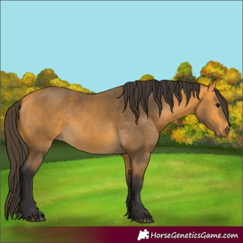 Horse Color:Buckskin 