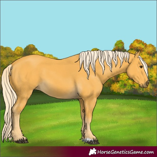 Horse Color:Palomino 