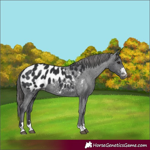 Horse Color:Black Appaloosa