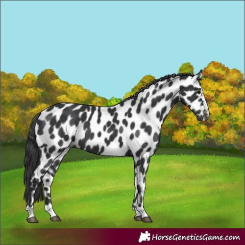 Horse Color:Black Appaloosa 