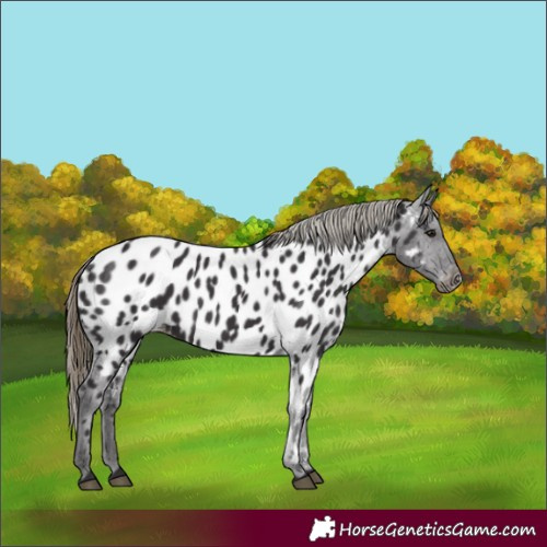 Horse Color:Smoky Black Near Leopard 