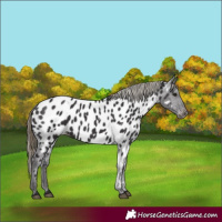 Horse Color:Smoky Black Near Leopard 