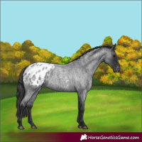 Horse Color:Blue Roan Appaloosa 