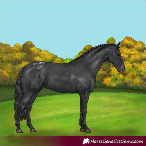 Horse Color:Black Appaloosa