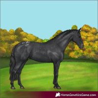Horse Color:Black Appaloosa 