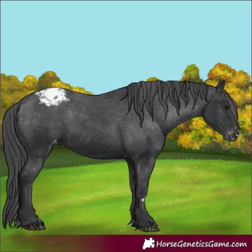 Horse Color:Black Varnish