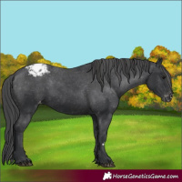 Horse Color:Black Appaloosa