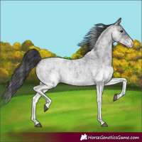 Horse Color:White Spotted Blue Roan 