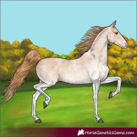 Horse Color:White Spotted Red Roan 