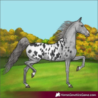 Horse Color:Black Appaloosa 