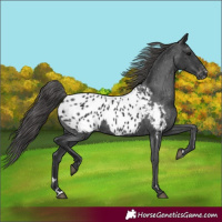 Horse Color:Black Appaloosa 