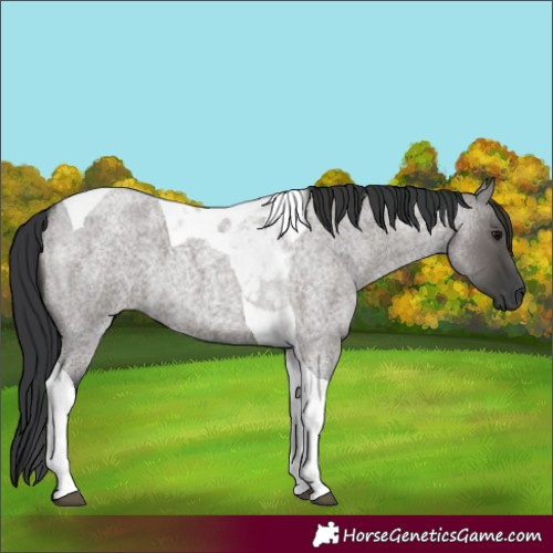 Horse Color:Grullo Roan Tobiano 