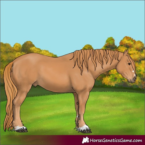 Horse Color:Unknown 