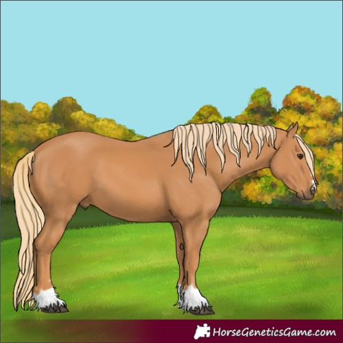 Horse Color:Unknown 