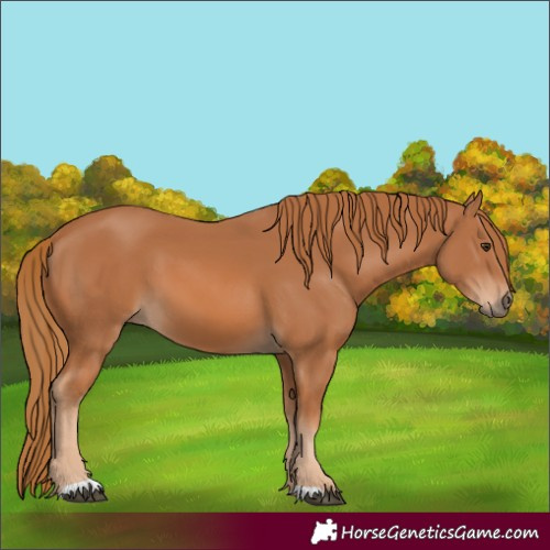 Horse Color:Unknown 