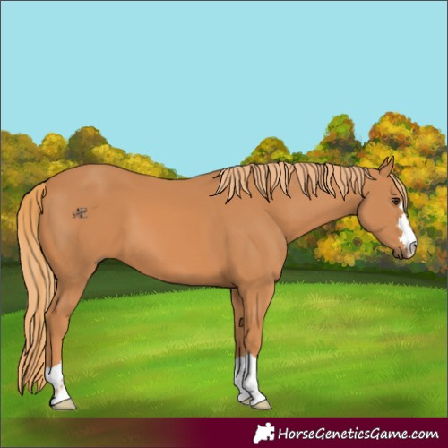 Horse Color:Chestnut 
