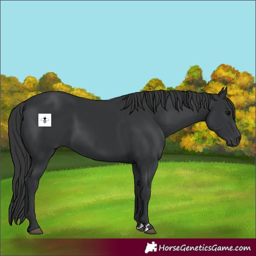 Horse Color:Black 