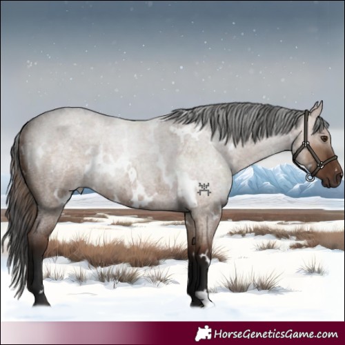 Horse Color:White Spotted Liver Red Dun Roan 