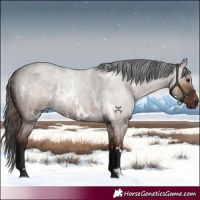 Horse Color:White Spotted Liver Red Dun Roan