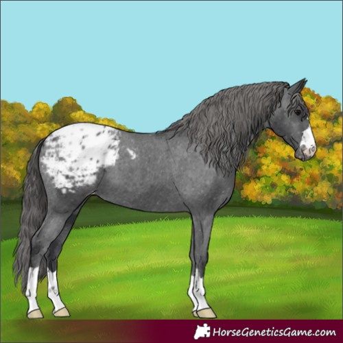 Horse Color:Black Appaloosa 