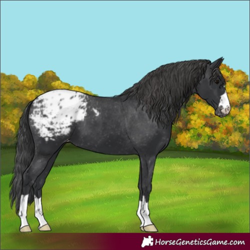 Horse Color:Black Blanket