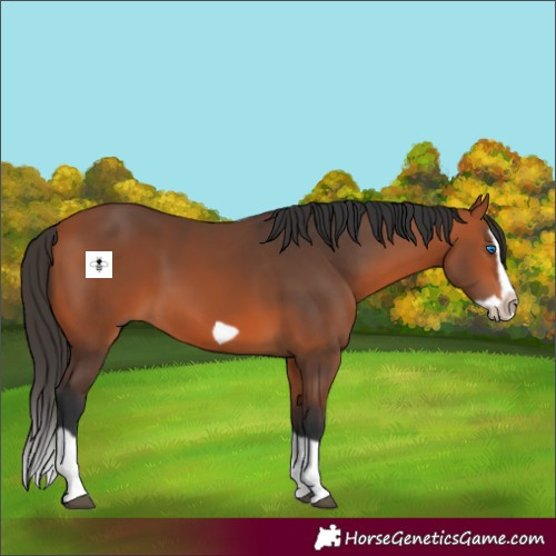Horse Color:Bay Splash Frame