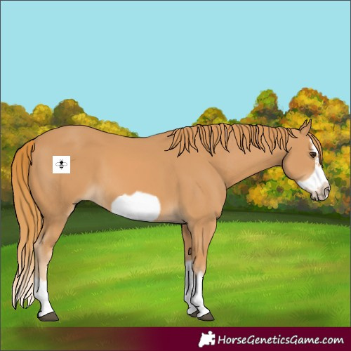 Horse Color:Chestnut Splash Frame