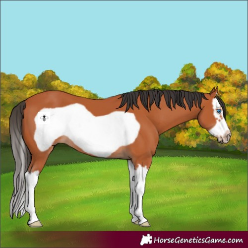 Horse Color:Bay Splash Frame 