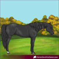 Horse Color:Black 