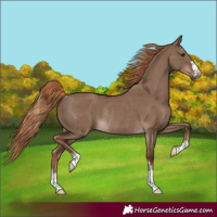 Horse Color:Liver Red Dun Rabicano 