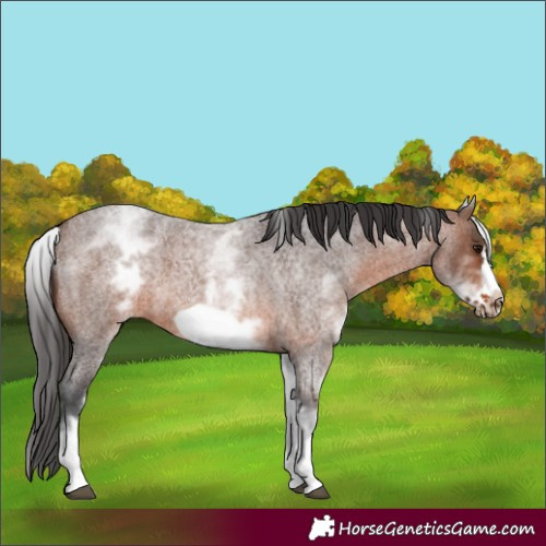 Horse Color:White Spotted Brown Roan Frame 