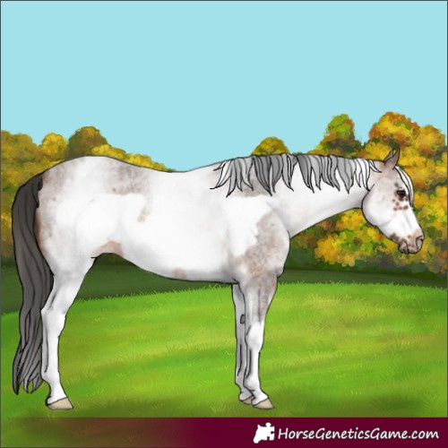 Horse Color:White Spotted Brown Roan Frame 