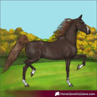 Horse Color:Liver Chestnut Rabicano 