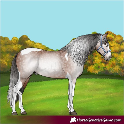 Horse Color:Gray Bay Splash Tobiano 