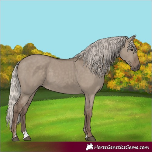 Horse Color:Silver Grullo