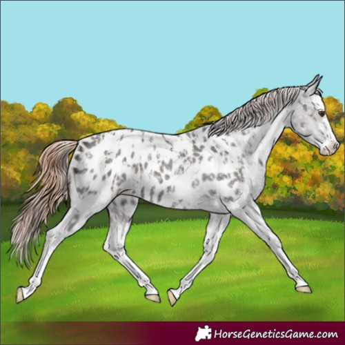 Horse Color:Liver Chestnut Sabino Splash Near Leopard and Liver Red Roan Sabino Splash Near Leopard